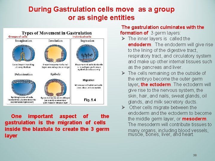 During Gastrulation cells move as a group or as single entities One important aspect