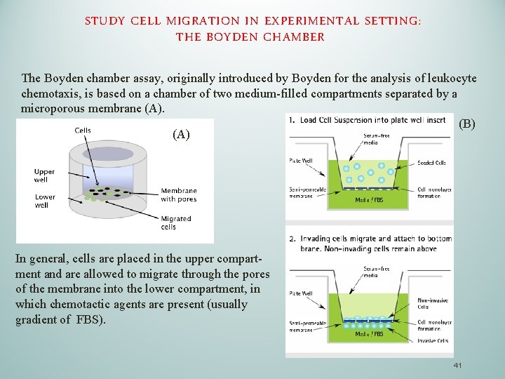 STUDY CELL MIGRATION IN EXPERIMENTAL SETTING: THE BOYDEN CHAMBER The Boyden chamber assay, originally