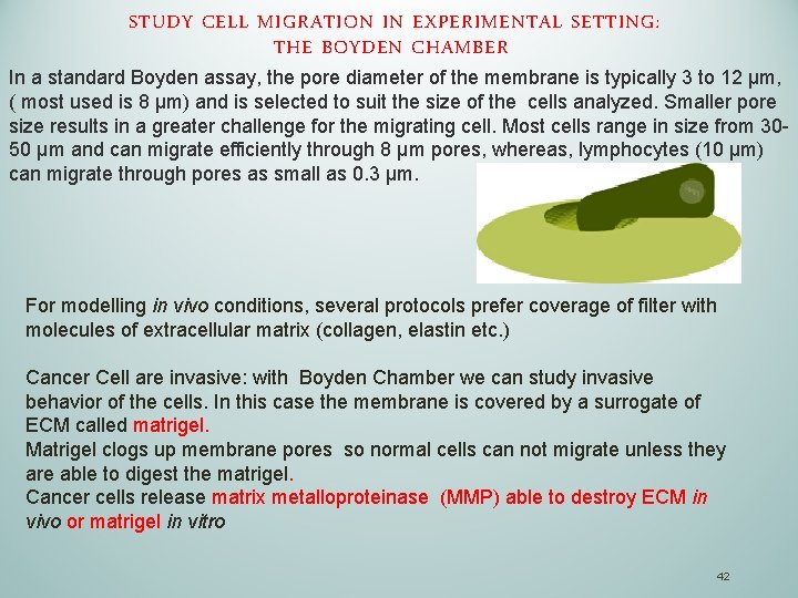 STUDY CELL MIGRATION IN EXPERIMENTAL SETTING: THE BOYDEN CHAMBER In a standard Boyden assay,