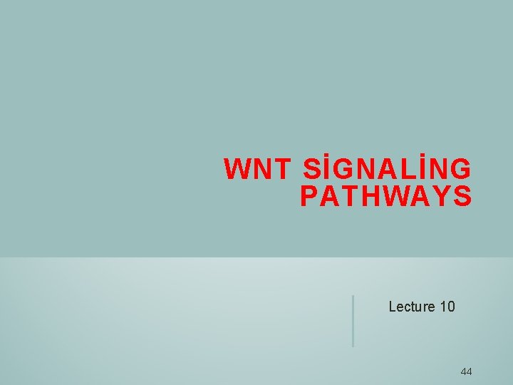 WNT SİGNALİNG PATHWAYS Lecture 10 44 