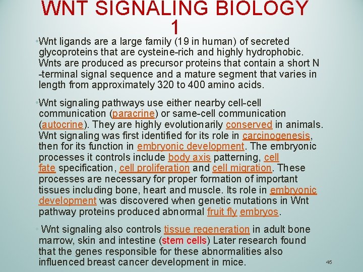 WNT SIGNALING BIOLOGY 1 • Wnt ligands are a large family (19 in human)