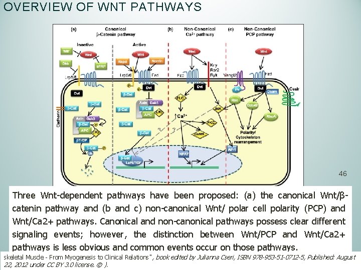 OVERVIEW OF WNT PATHWAYS 46 Three Wnt-dependent pathways have been proposed: (a) the canonical