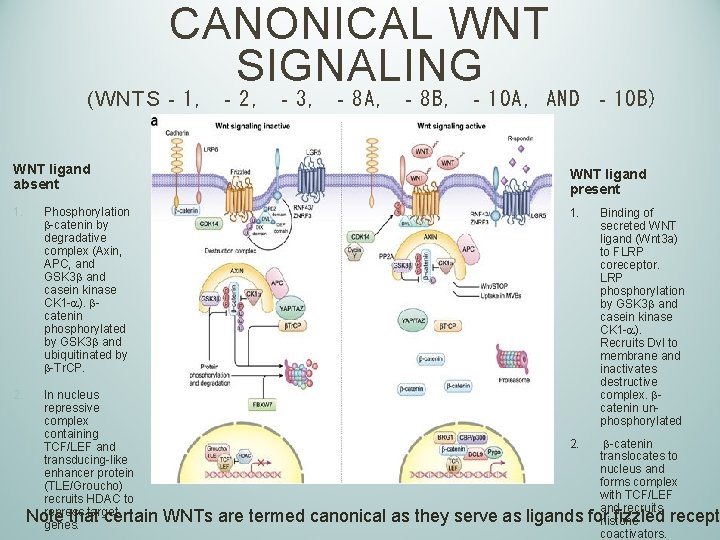 CANONICAL WNT SIGNALING (WNTS‐ 1, ‐ 2, ‐ 3, ‐ 8 A, ‐ 8