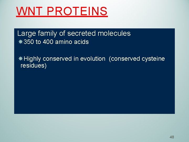 WNT PROTEINS Large family of secreted molecules 350 to 400 amino acids Highly conserved