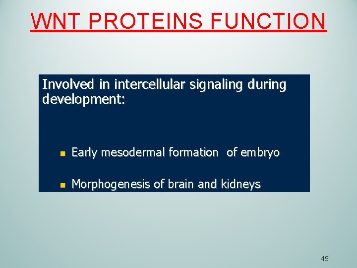 WNT PROTEINS FUNCTION Involved in intercellular signaling during development: n Early mesodermal formation of