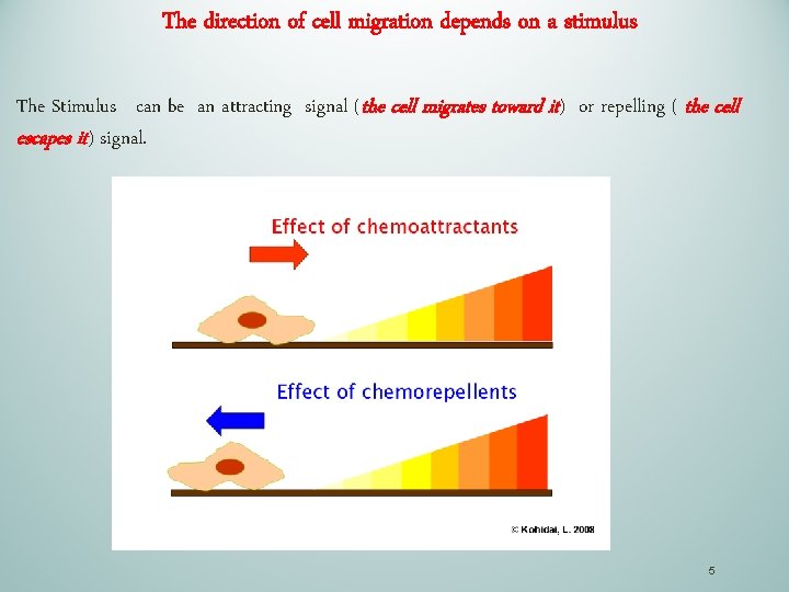 The direction of cell migration depends on a stimulus The Stimulus can be an