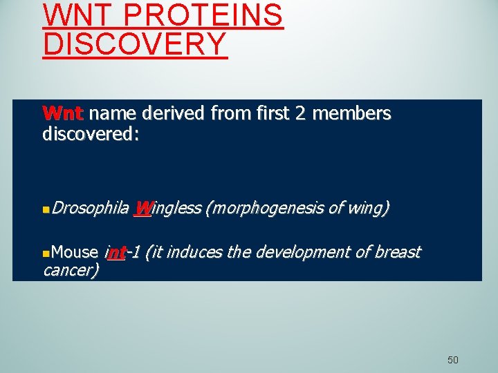 WNT PROTEINS DISCOVERY Wnt name derived from first 2 members discovered: n. Drosophila n.
