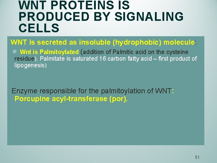 WNT PROTEINS IS PRODUCED BY SIGNALING CELLS WNT is secreted as insoluble (hydrophobic) molecule: