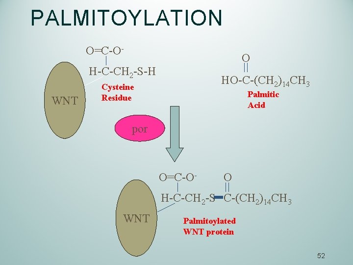 PALMITOYLATION O=C-O- O H-C-CH 2 -S-H WNT HO-C-(CH 2)14 CH 3 Cysteine Residue Palmitic