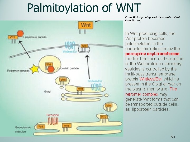 Palmitoylation of WNT From Wnt signaling and stem cell control Roel Nusse In Wnt-producing