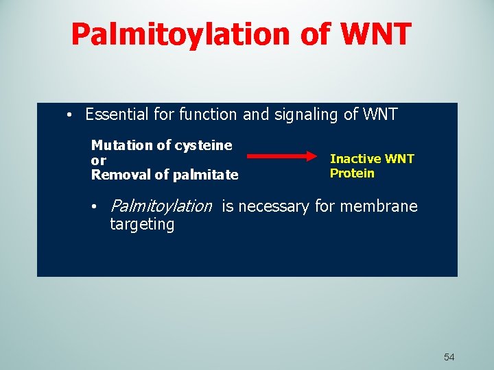 Palmitoylation of WNT • Essential for function and signaling of WNT Mutation of cysteine