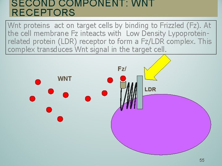 SECOND COMPONENT: WNT RECEPTORS Wnt proteins act on target cells by binding to Frizzled