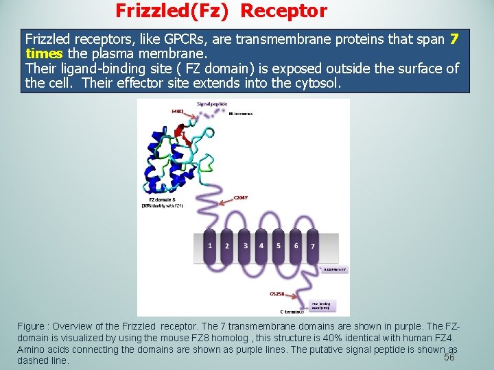Frizzled(Fz) Receptor Frizzled receptors, like GPCRs, are transmembrane proteins that span 7 times the
