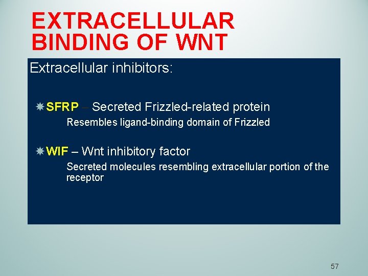 EXTRACELLULAR BINDING OF WNT Extracellular inhibitors: SFRP – Secreted Frizzled-related protein Resembles ligand-binding domain