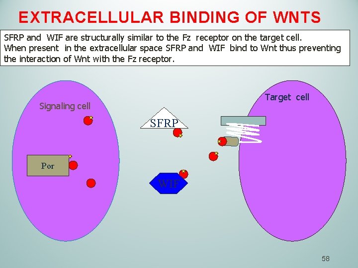 EXTRACELLULAR BINDING OF WNTS SFRP and WIF are structurally similar to the Fz receptor