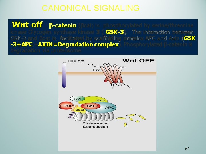 CANONICAL SIGNALING Wnt off : β-catenin (βcat) is phosphorylated by serine/threonine kinase Glycogen synthase