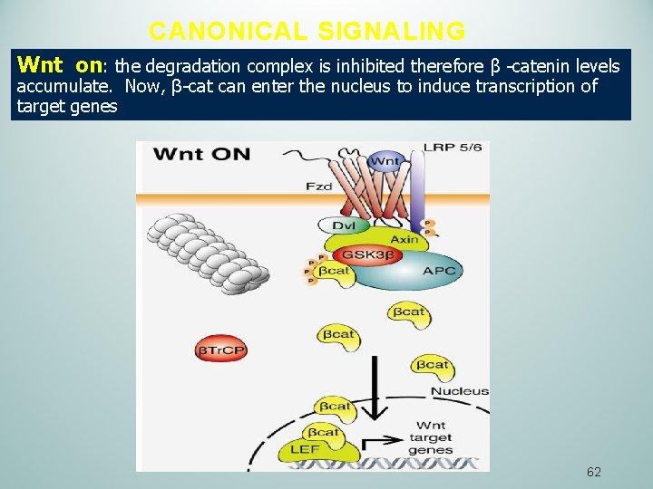 CANONICAL SIGNALING Wnt on: the degradation complex is inhibited therefore β -catenin levels accumulate.