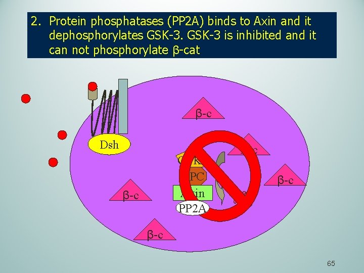2. Protein phosphatases (PP 2 A) binds to Axin and it dephosphorylates GSK-3 is