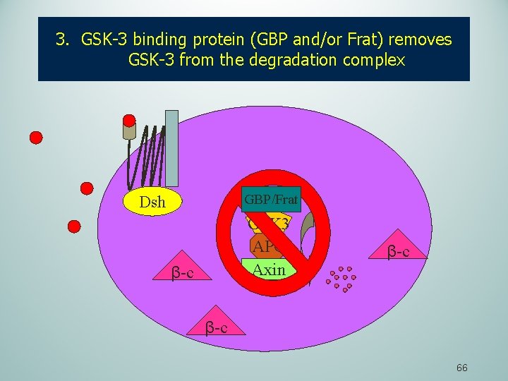 3. GSK-3 binding protein (GBP and/or Frat) removes GSK-3 from the degradation complex GBP/Frat