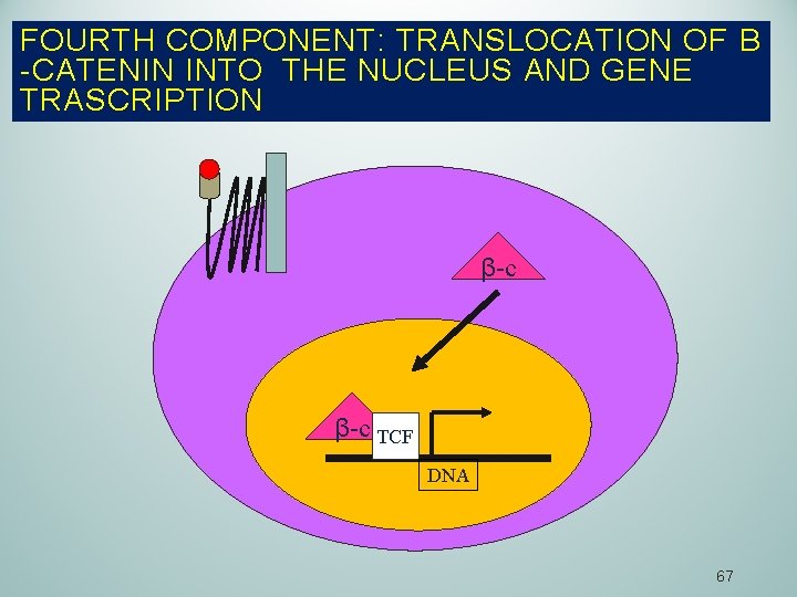 FOURTH COMPONENT: TRANSLOCATION OF Β -CATENIN INTO THE NUCLEUS AND GENE TRASCRIPTION β-c TCF