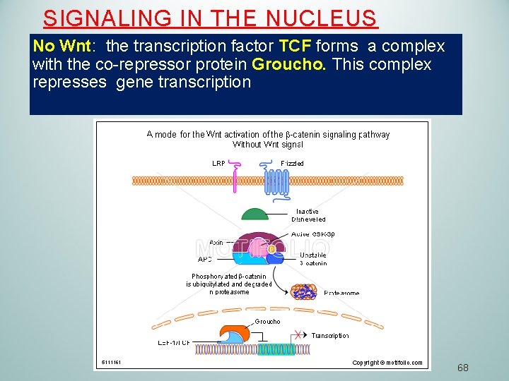 SIGNALING IN THE NUCLEUS No Wnt: the transcription factor TCF forms a complex with
