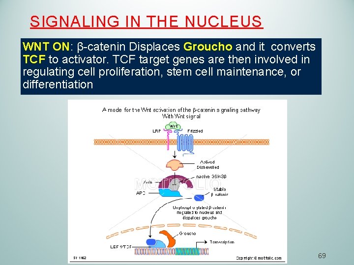 SIGNALING IN THE NUCLEUS WNT ON: β-catenin Displaces Groucho and it converts TCF to