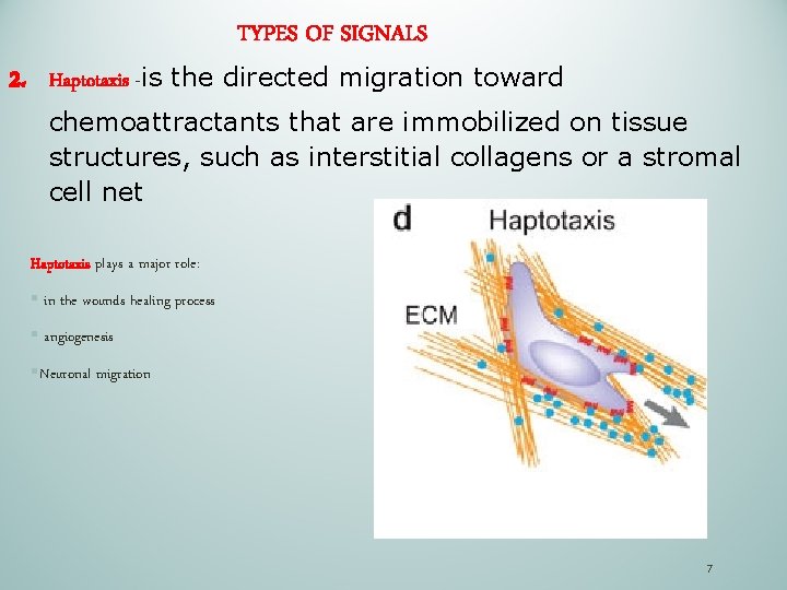 TYPES OF SIGNALS 2. Haptotaxis -is the directed migration toward chemoattractants that are immobilized
