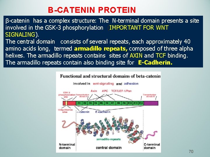 B-CATENIN PROTEIN β-catenin has a complex structure: The N-terminal domain presents a site involved