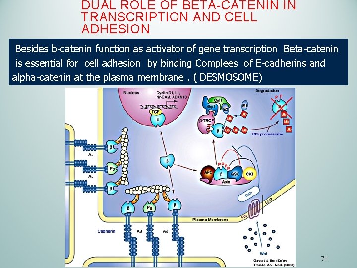 DUAL ROLE OF BETA-CATENIN IN TRANSCRIPTION AND CELL ADHESION Besides b-catenin function as activator