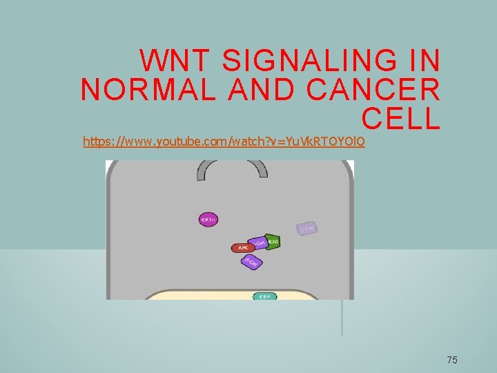 WNT SIGNALING IN NORMAL AND CANCER CELL https: //www. youtube. com/watch? v=Yu. Vk. RTOYOl.