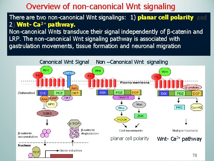 Overview of non-canonical Wnt signaling There are two non-canonical Wnt signalings: 1) planar cell