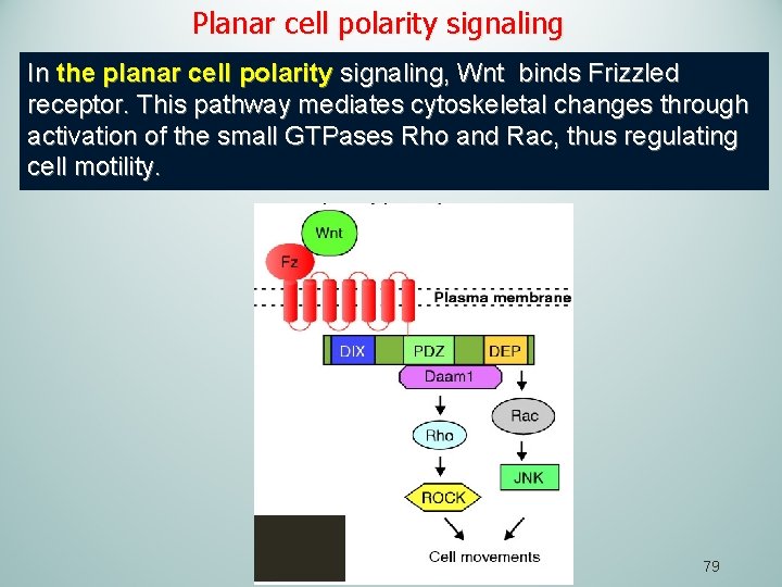 Planar cell polarity signaling In the planar cell polarity signaling, Wnt binds Frizzled receptor.
