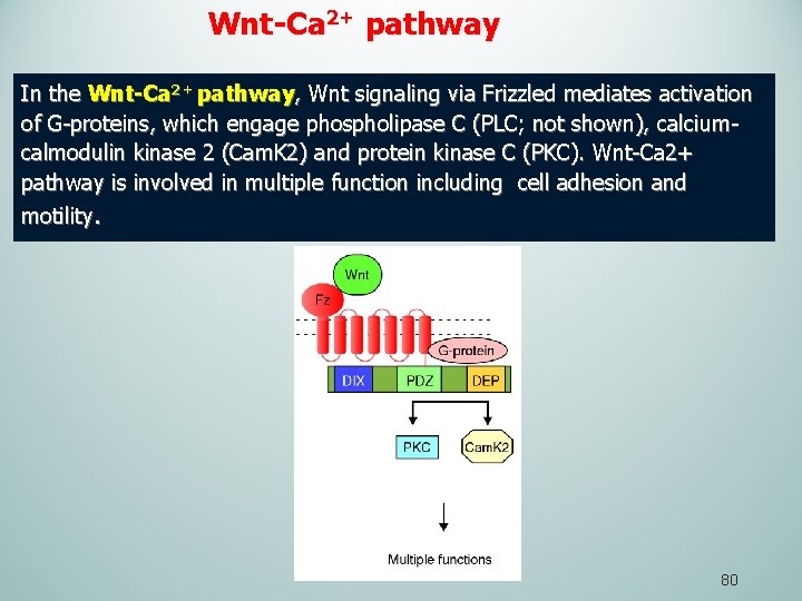 Wnt-Ca 2+ pathway In the Wnt-Ca 2+ pathway, Wnt signaling via Frizzled mediates activation