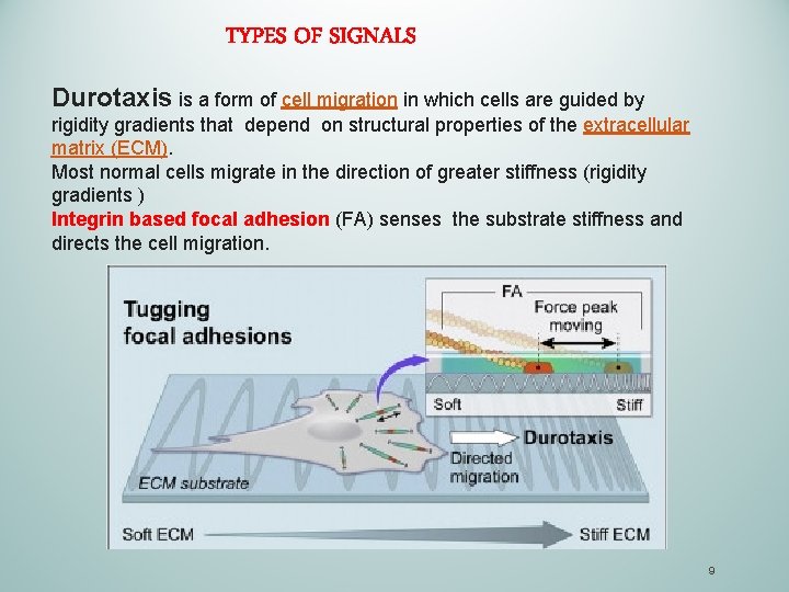 TYPES OF SIGNALS Durotaxis is a form of cell migration in which cells are