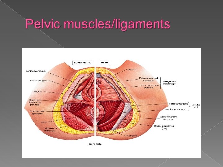 Pelvic muscles/ligaments 