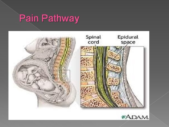 Pain Pathway 