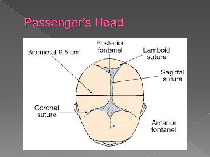 Passenger’s Head 