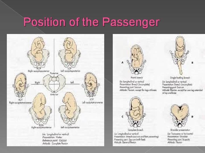 Position of the Passenger 