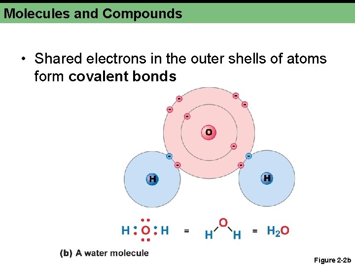 Molecules and Compounds • Shared electrons in the outer shells of atoms form covalent