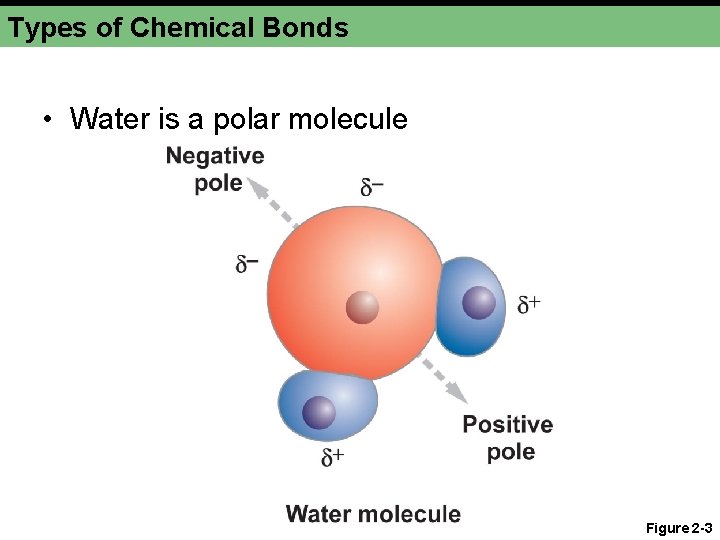 Types of Chemical Bonds • Water is a polar molecule Figure 2 -3 
