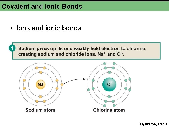 Covalent and Ionic Bonds • Ions and ionic bonds Figure 2 -4, step 1