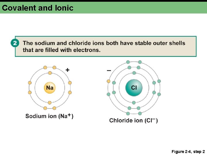 Covalent and Ionic Figure 2 -4, step 2 