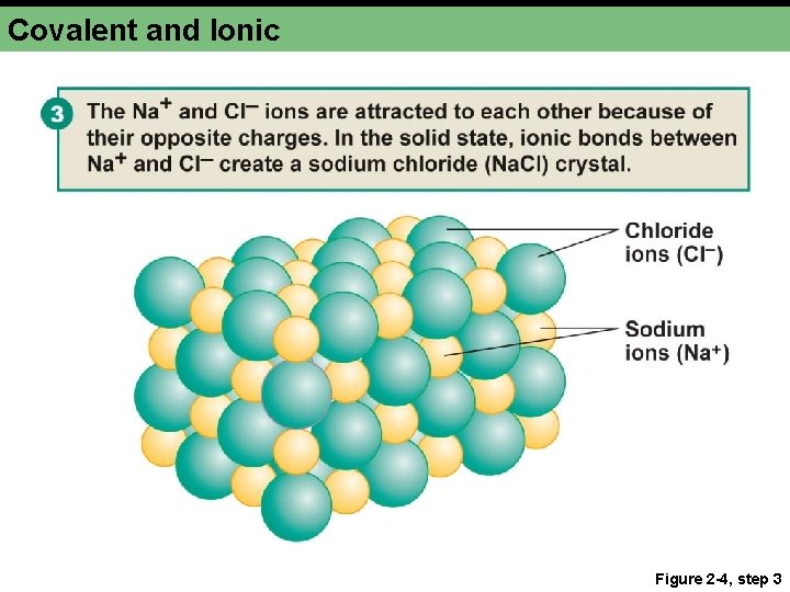 Covalent and Ionic Figure 2 -4, step 3 