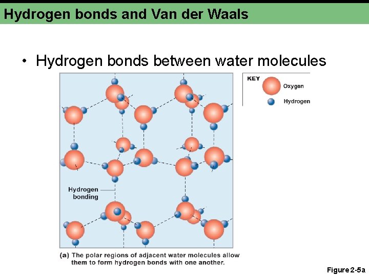 Hydrogen bonds and Van der Waals • Hydrogen bonds between water molecules Figure 2