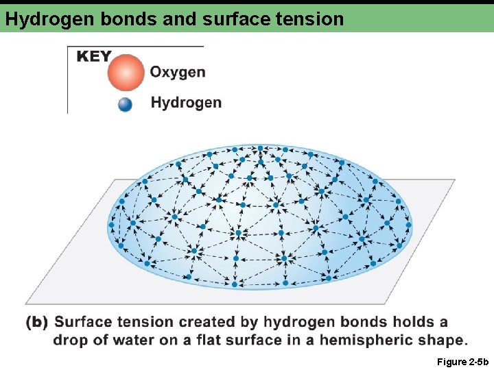 Hydrogen bonds and surface tension Figure 2 -5 b 