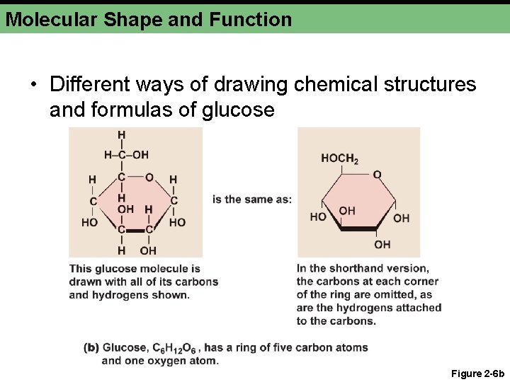 Molecular Shape and Function • Different ways of drawing chemical structures and formulas of