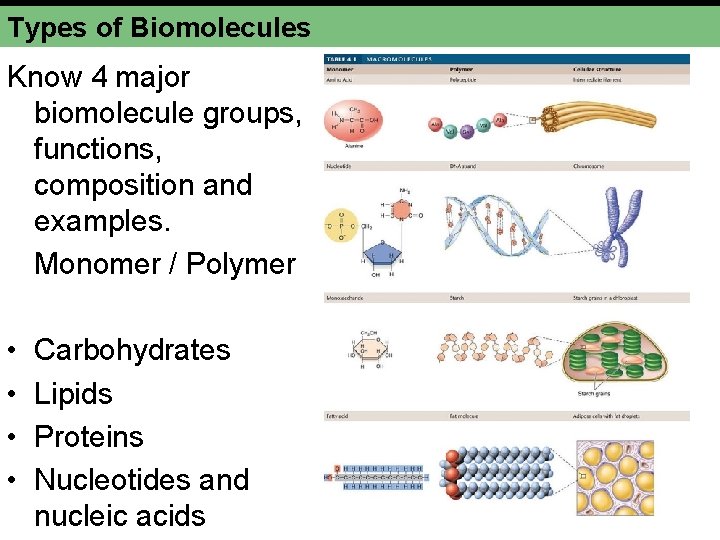 Types of Biomolecules Know 4 major biomolecule groups, functions, composition and examples. Monomer /