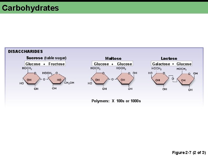 Carbohydrates DISACCHARIDES Sucrose (table sugar) Glucose + Fructose Maltose Glucose + Glucose Lactose Galactose