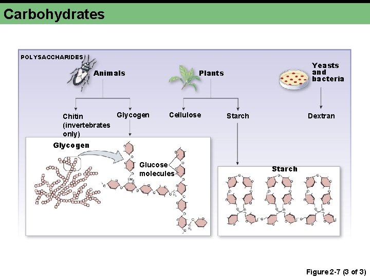 Carbohydrates POLYSACCHARIDES Animals Yeasts and bacteria Plants Glycogen Chitin (invertebrates only) Cellulose Dextran Starch