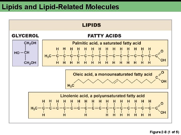 Lipids and Lipid-Related Molecules Figure 2 -8 (1 of 5) 